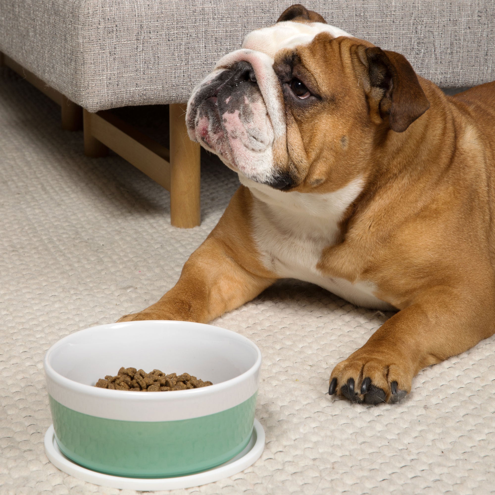 Habit Circle Dog Placemat - Set of 2 - Waggo