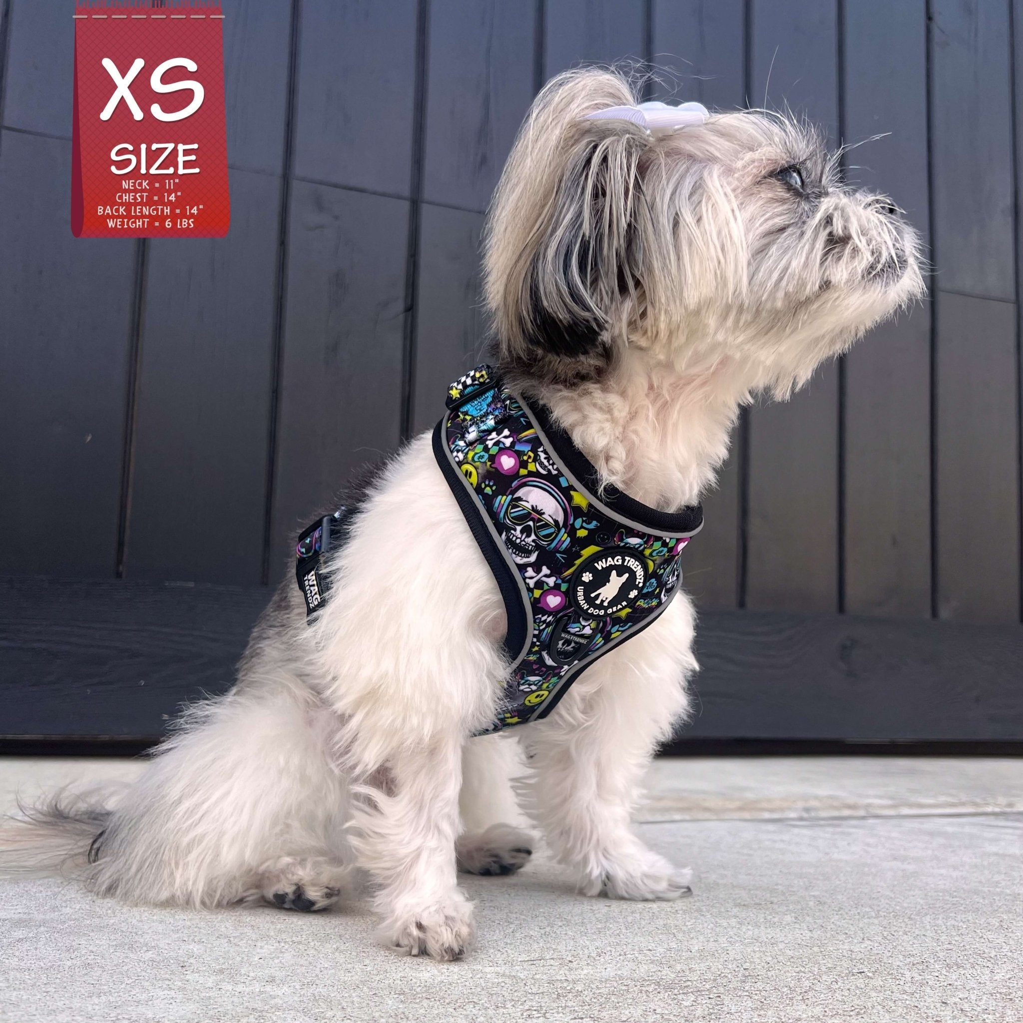 Leash and Harness Set - Shih Tzu mix wearing Skull Society no Pull Dog Harness sitting outdoors with black door in background | Wag Trendz