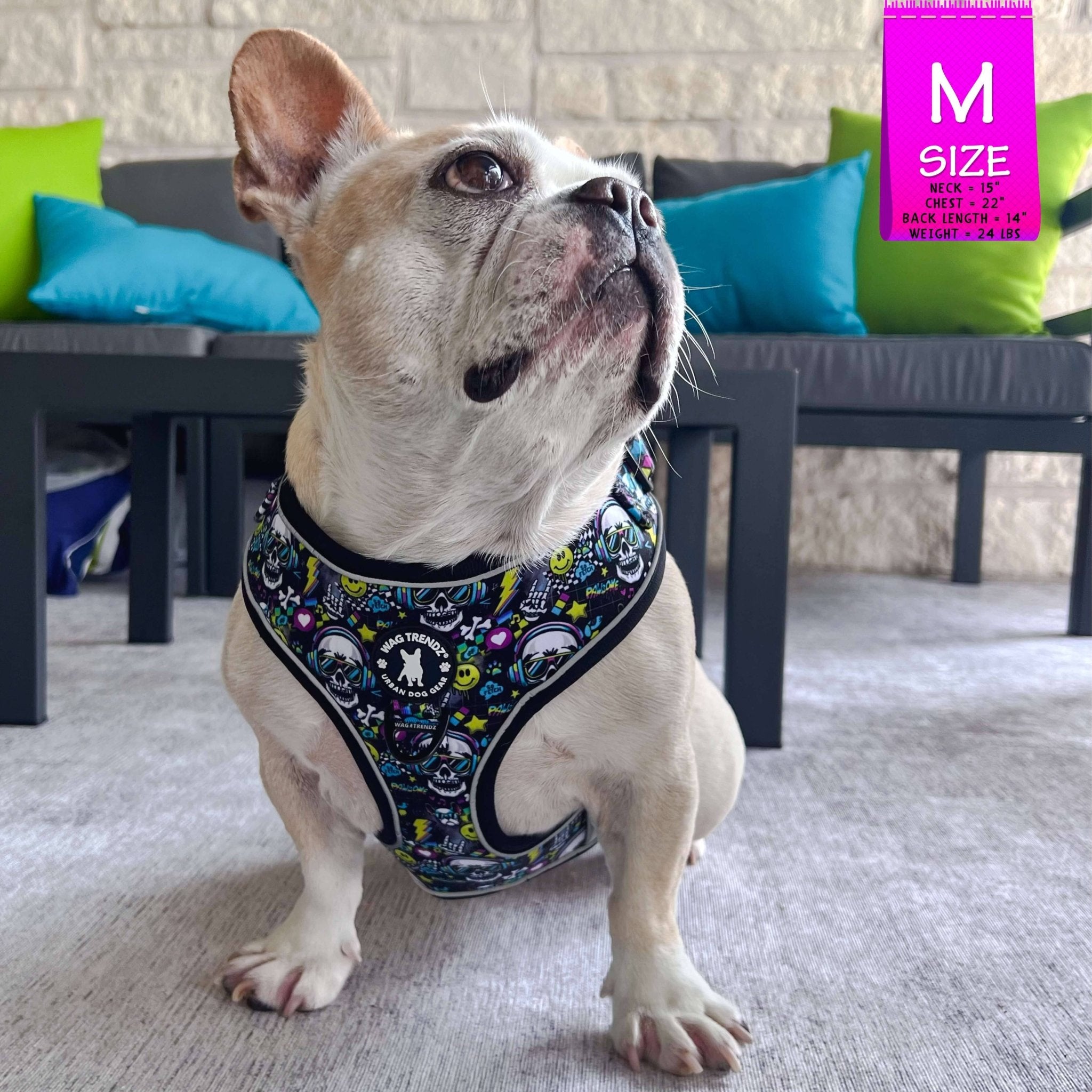 Leash and Harness Set - French Bulldog wearing Skull Society no Pull Dog Harness sitting outdoors on gray rug with blue and green accent pillows in the background | Wag Trendz