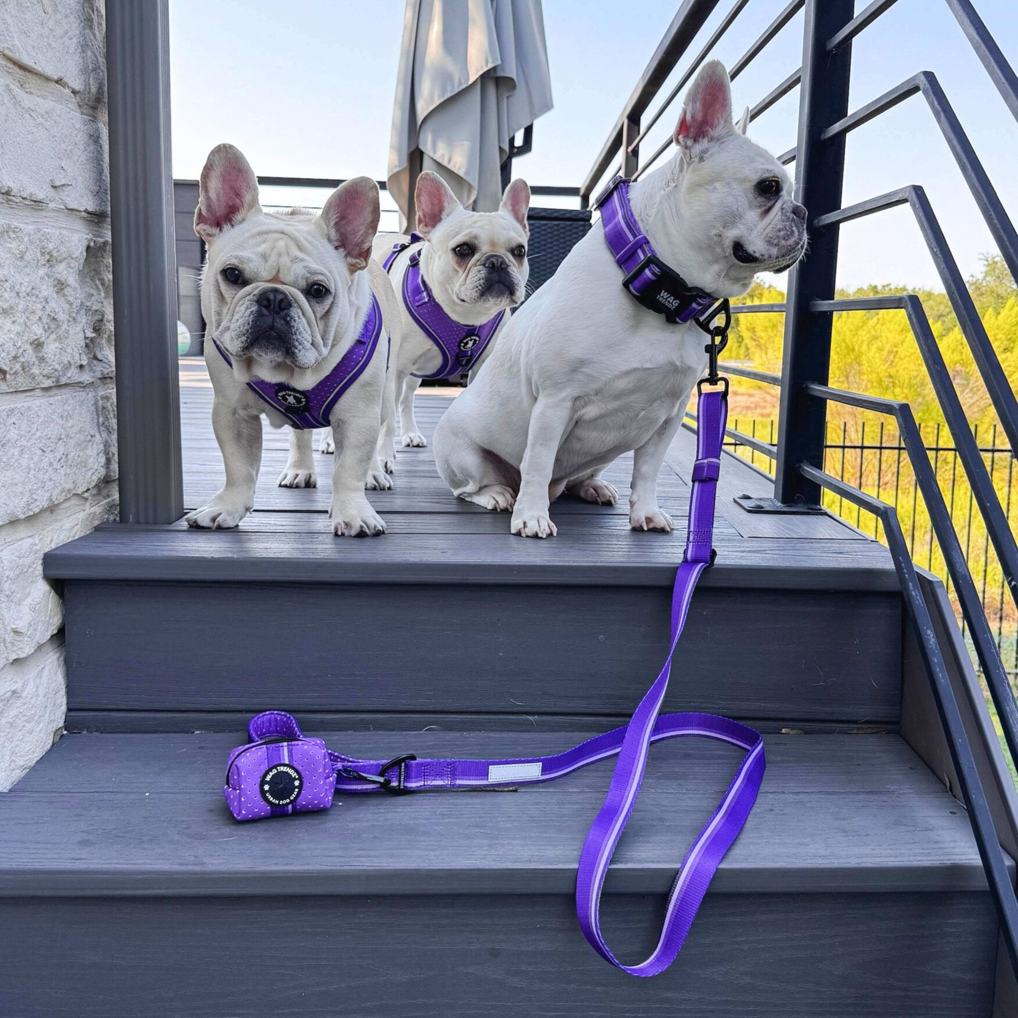 NeoCool Sport Adjustable leash in purple - Three French Bulldogs wearing purple harnesses or collar and a leash on a set of gray stairs.