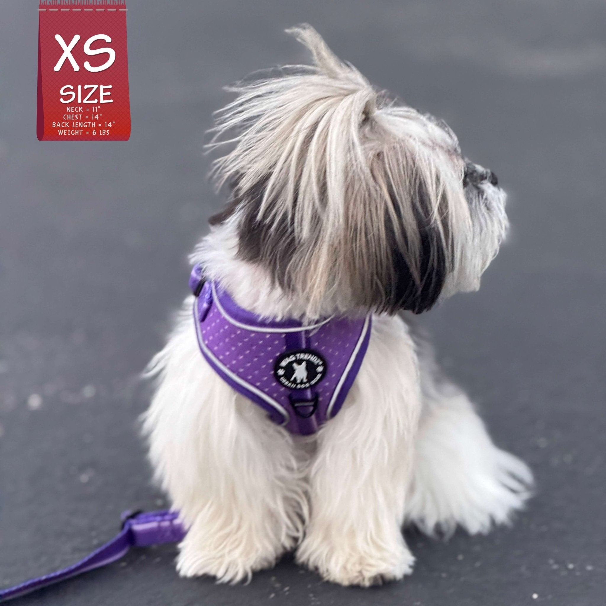 NeoCool Sport Adjustable leash in purple - Shih Tzu wearing a purple harness with adjustable leash on a black sidewalk