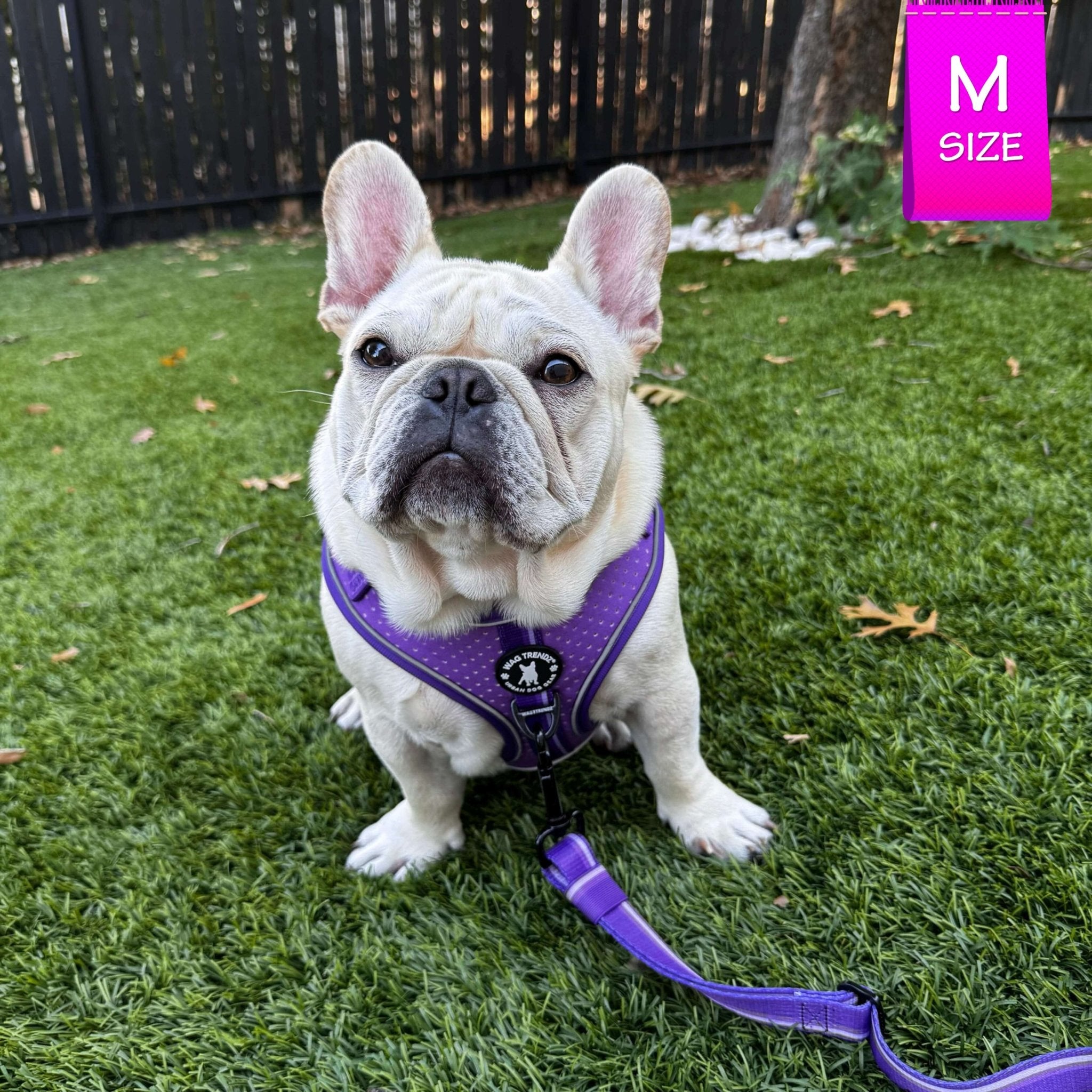 NeoCool Sport Adjustable leash - French Bulldog wearing a purple dog harness with leash attached on grass with a size label in the corner.