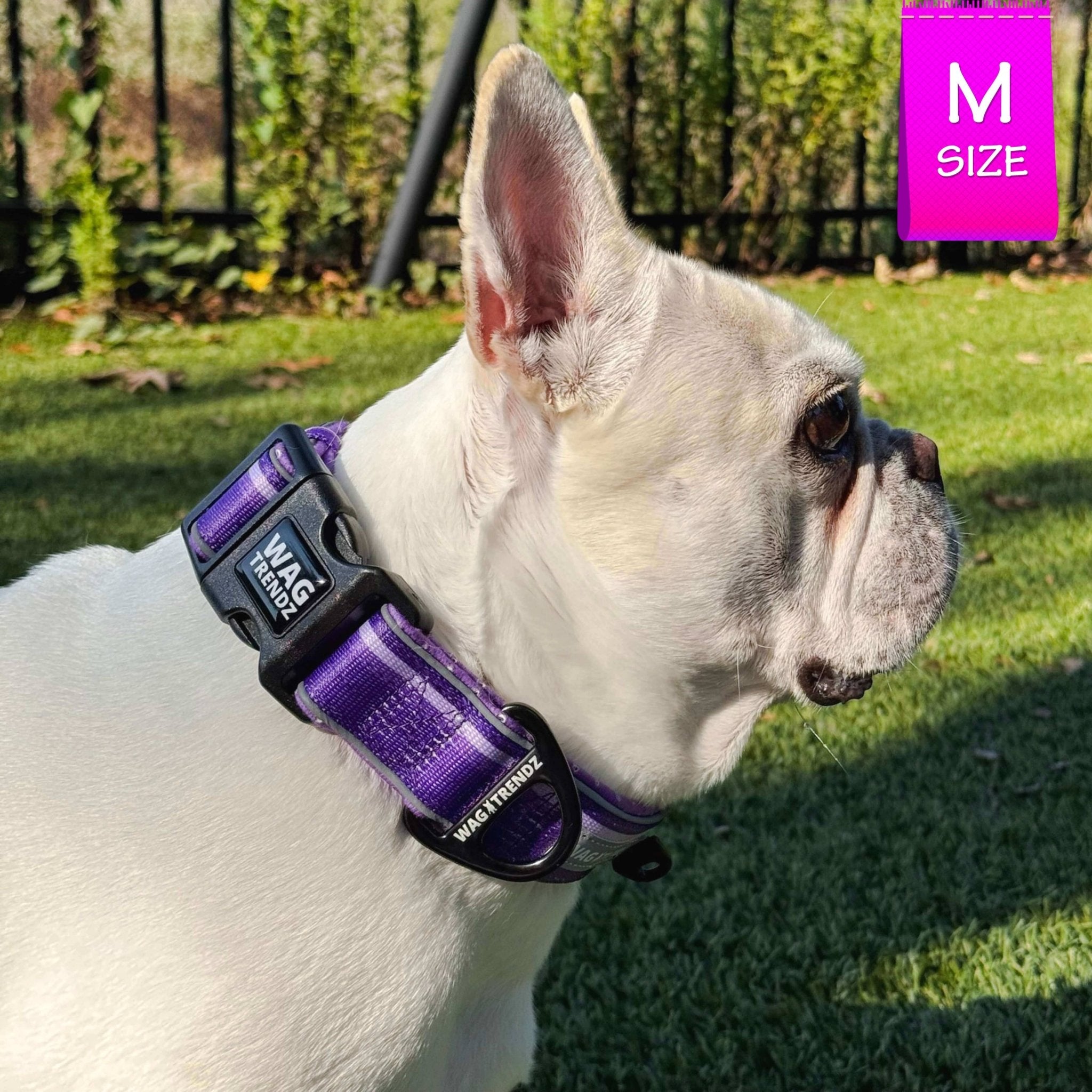 NeoCool™ Sport Reflective Dog Collar in Purple worn by a French Bulldog with 'Wag Trendz' branding on grass.