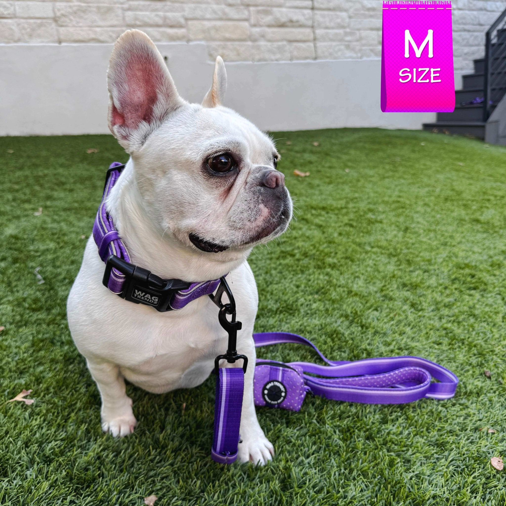 NeoCool™ Sport Reflective Dog Collar in Purple worn by French Bulldog with Purple leash attached sitting on the grass