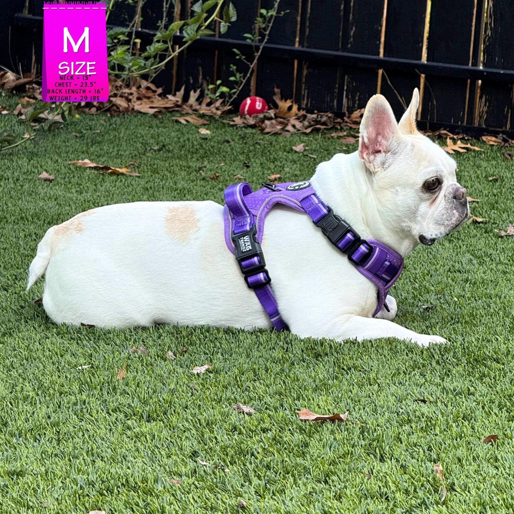 NeoCool™ Sport Dog Harnesses with Handle in purple worn by Frenchie with medium and light purple accents on grass with a 'M' size label in the corner.