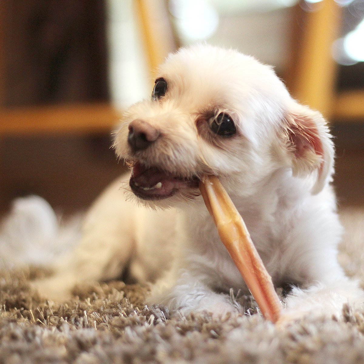 6" Bully Sticks Odor Free - 16 oz - Image 4