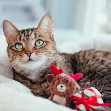 ZippyClaws Collection 🐈‍⬛