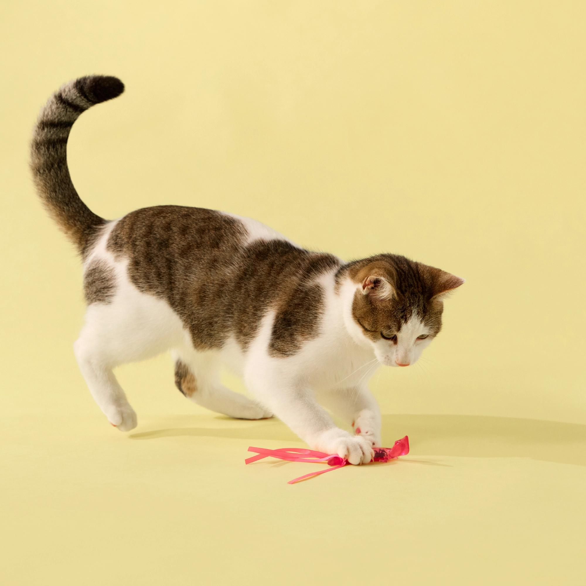 PLAYOLOGY CAT - LIZARDS WITH BUGS - 2-PACK - Image 4