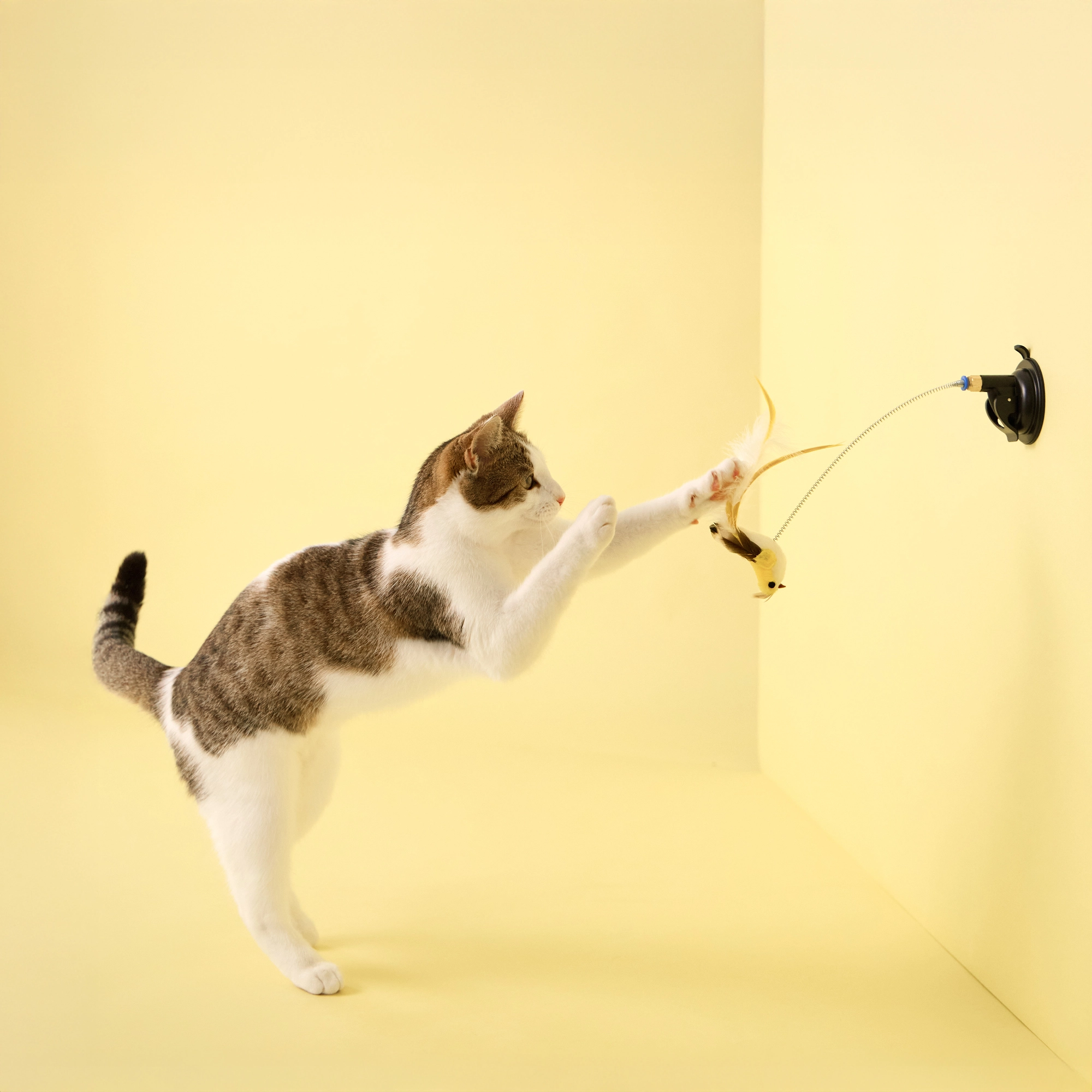 PLAYOLOGY CAT - SUCTION CUP SPRING BIRD - Image 2