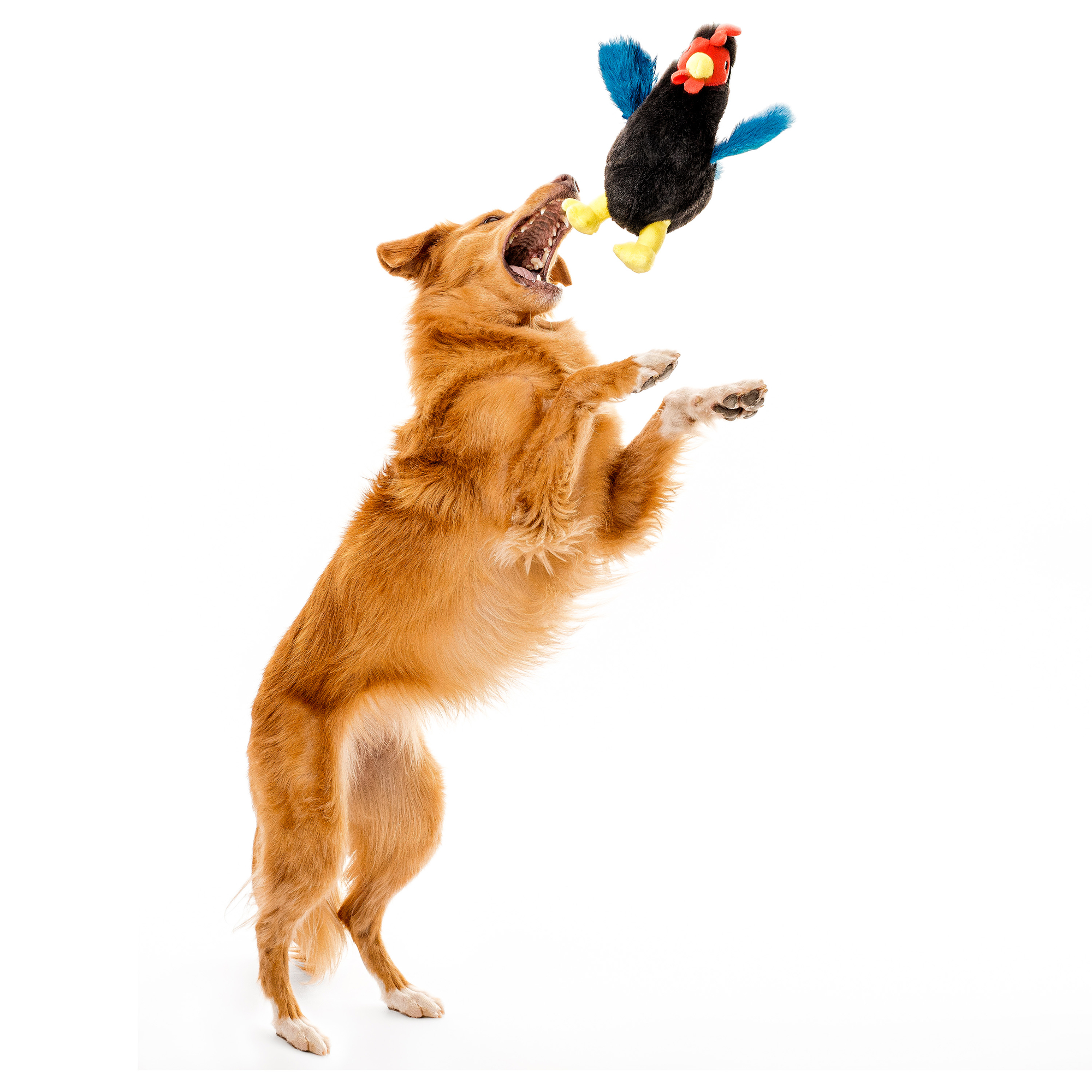 PLUSH HEN CHICKEN - MD - Image 6