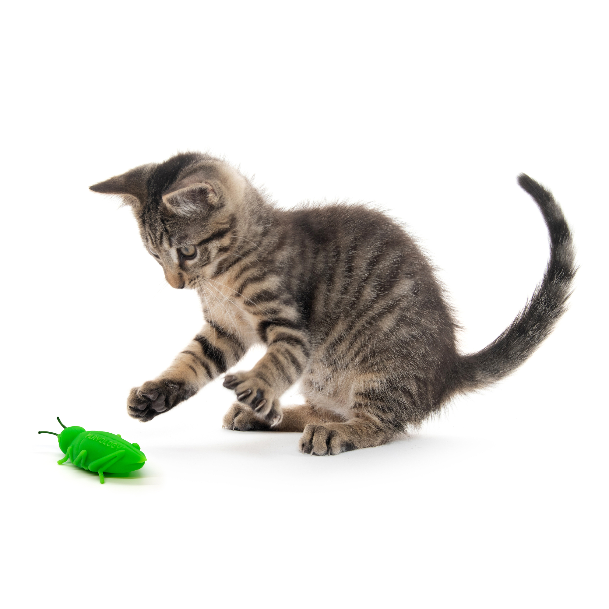 PLAYOLOGY - CAT - CHIRPING GRASSHOPPERS - 2-PACK - Image 5