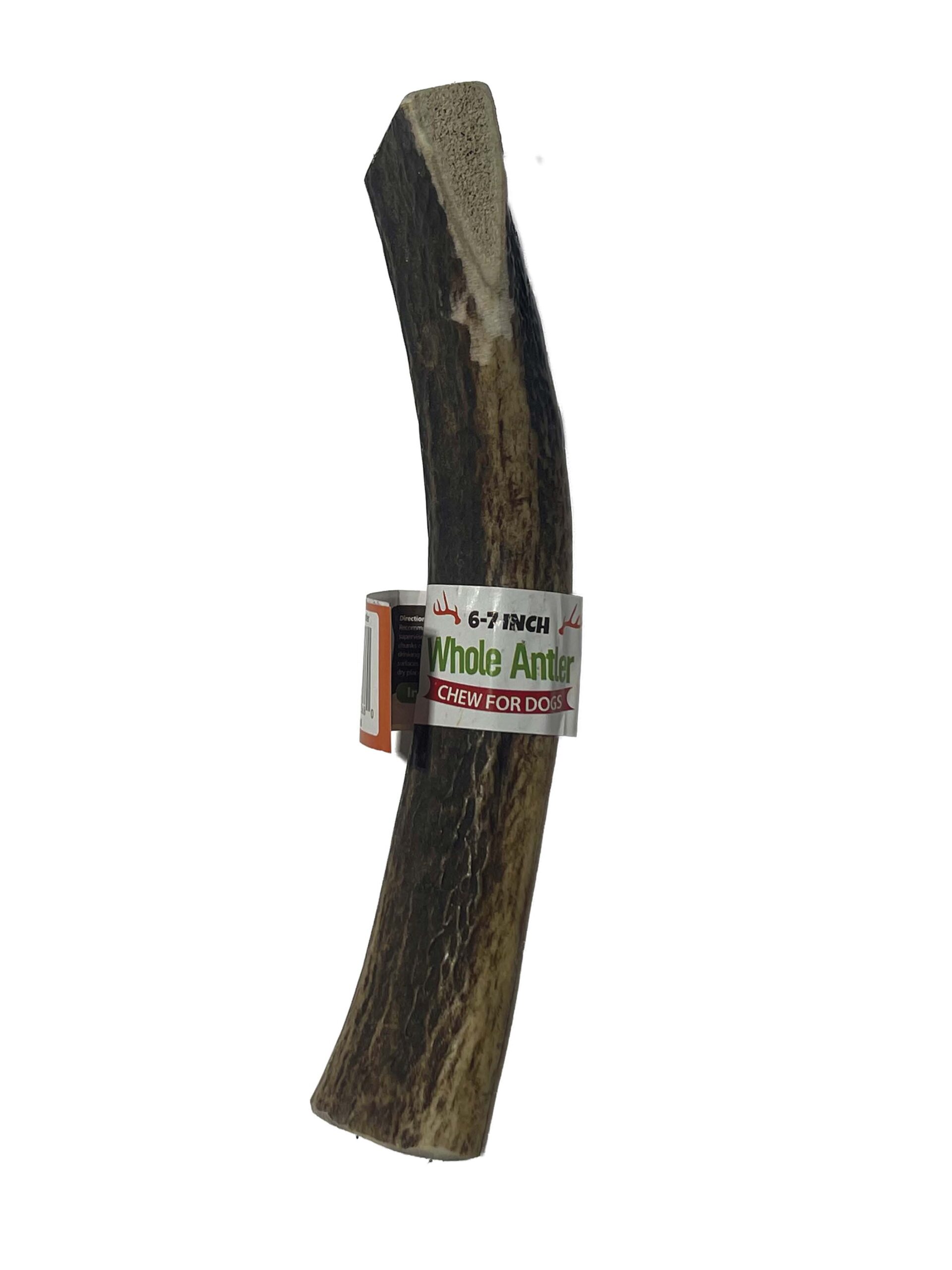 6-7 Inch Antlers Whole with Cigar Band UPC - Image 3