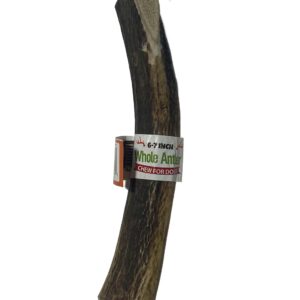 6-7 Inch Antlers Whole with Cigar Band UPC