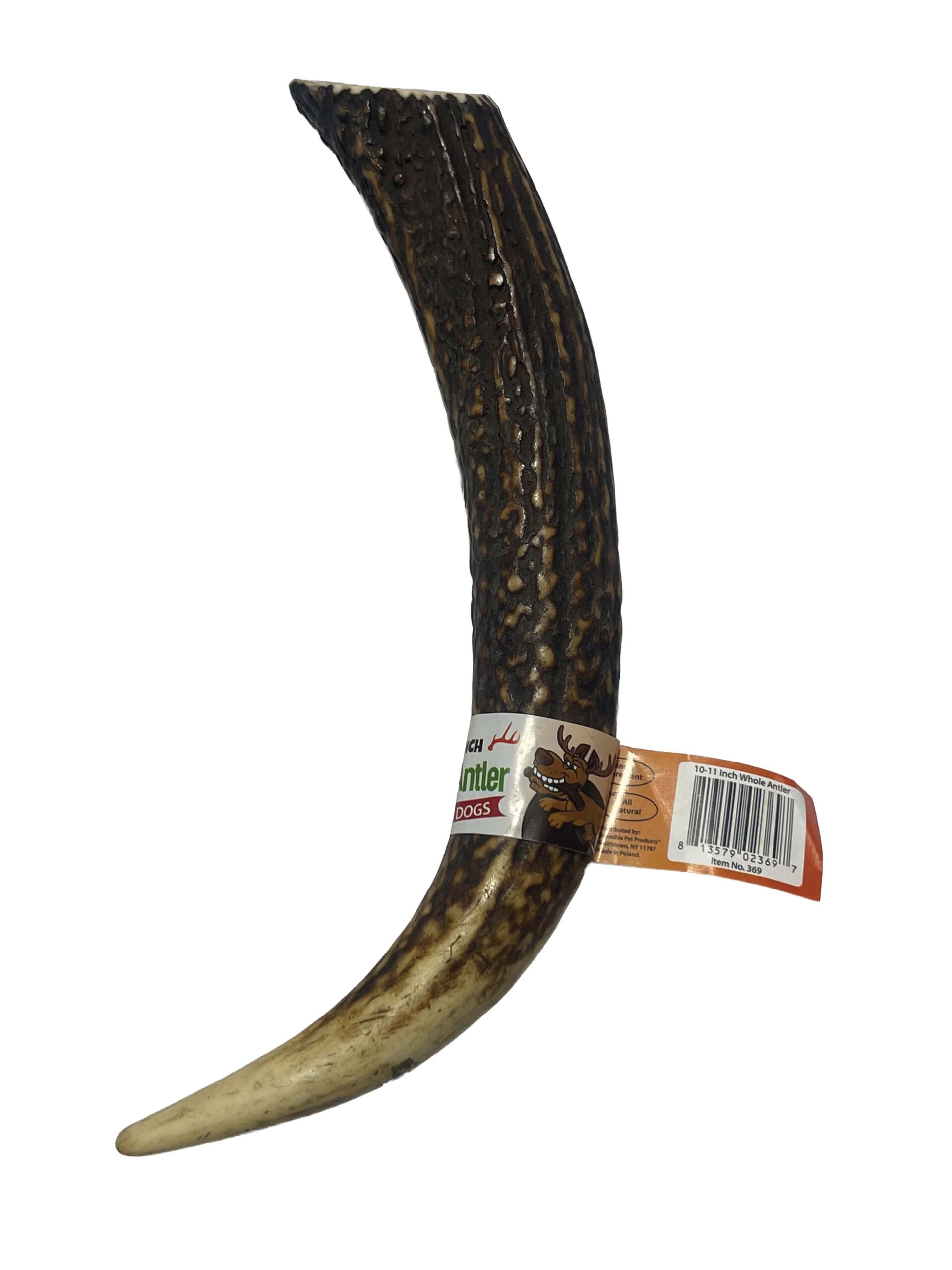 10-11 Inch Antlers Whole with Cigar Band UPC - Image 2