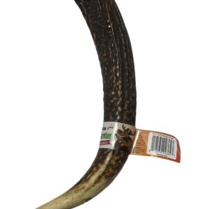 10-11 Inch Antlers Whole with Cigar Band UPC