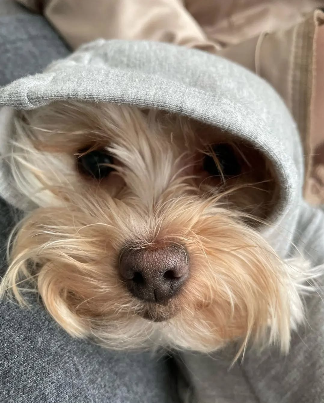 Eco-Pup Dog Clothing Bamboo Apple Hoodie Grey
