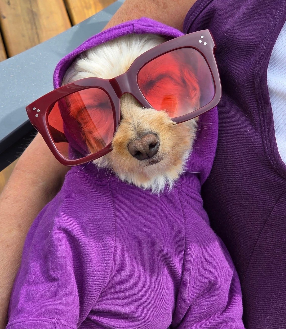 Eco-Pup Dog Clothing Bamboo Apple Hoodie