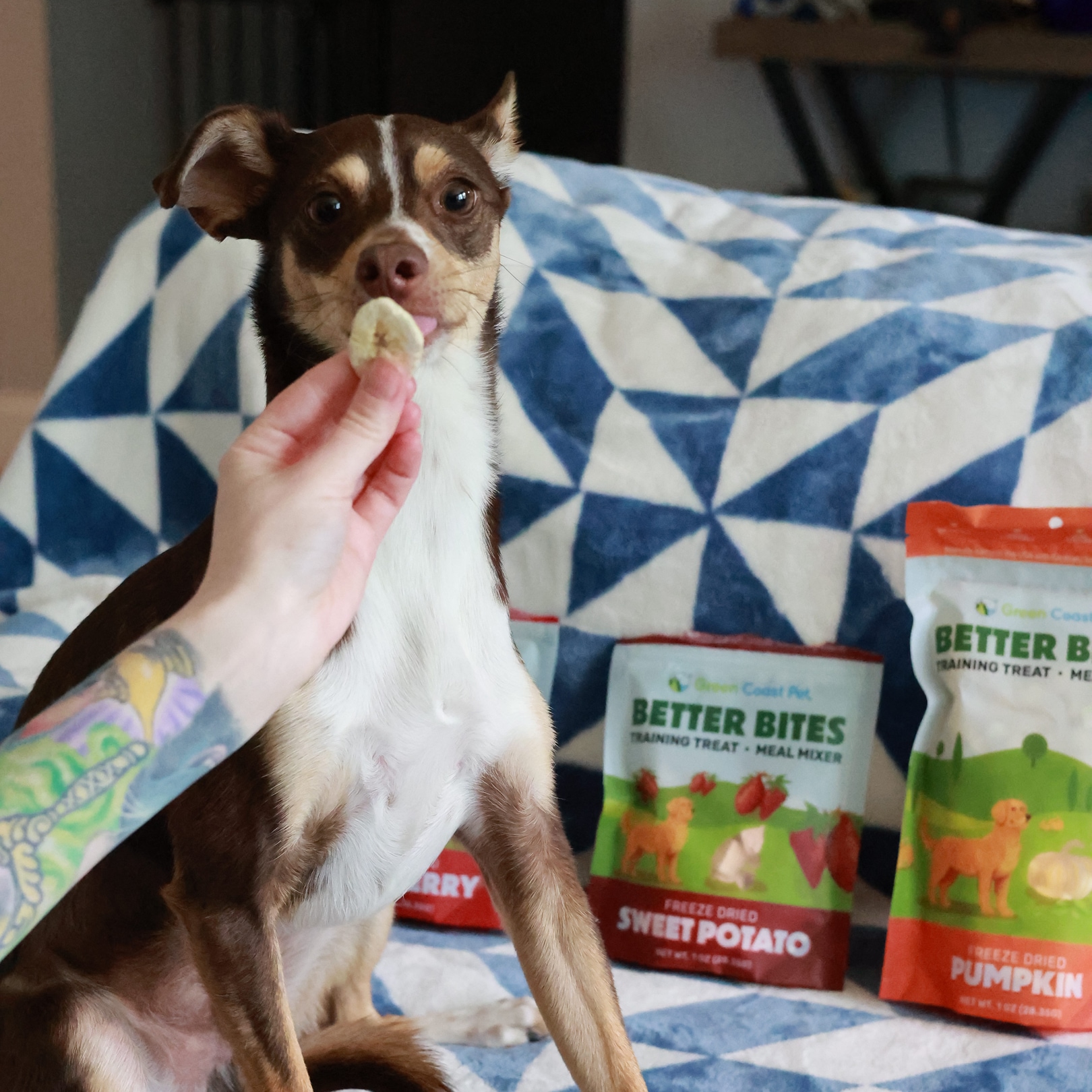 Better Bites Freeze Dried Blueberry, Training Treat for Dogs - Image 3