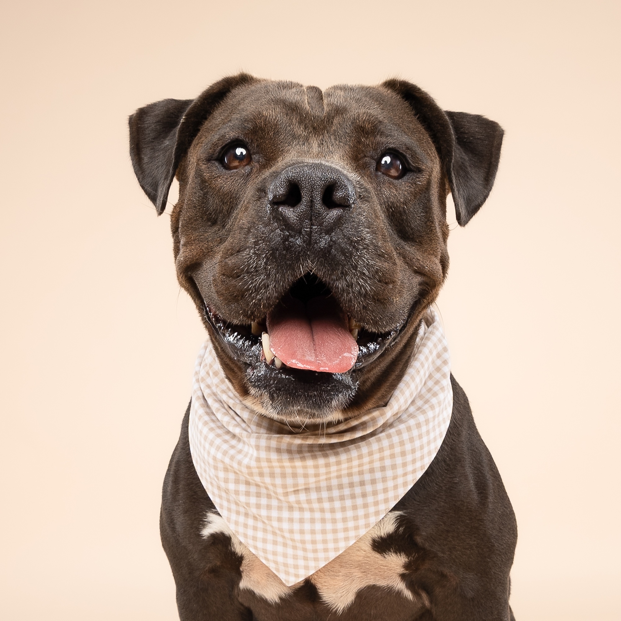 Biscuit Gingham Dog Bandana - Image 4