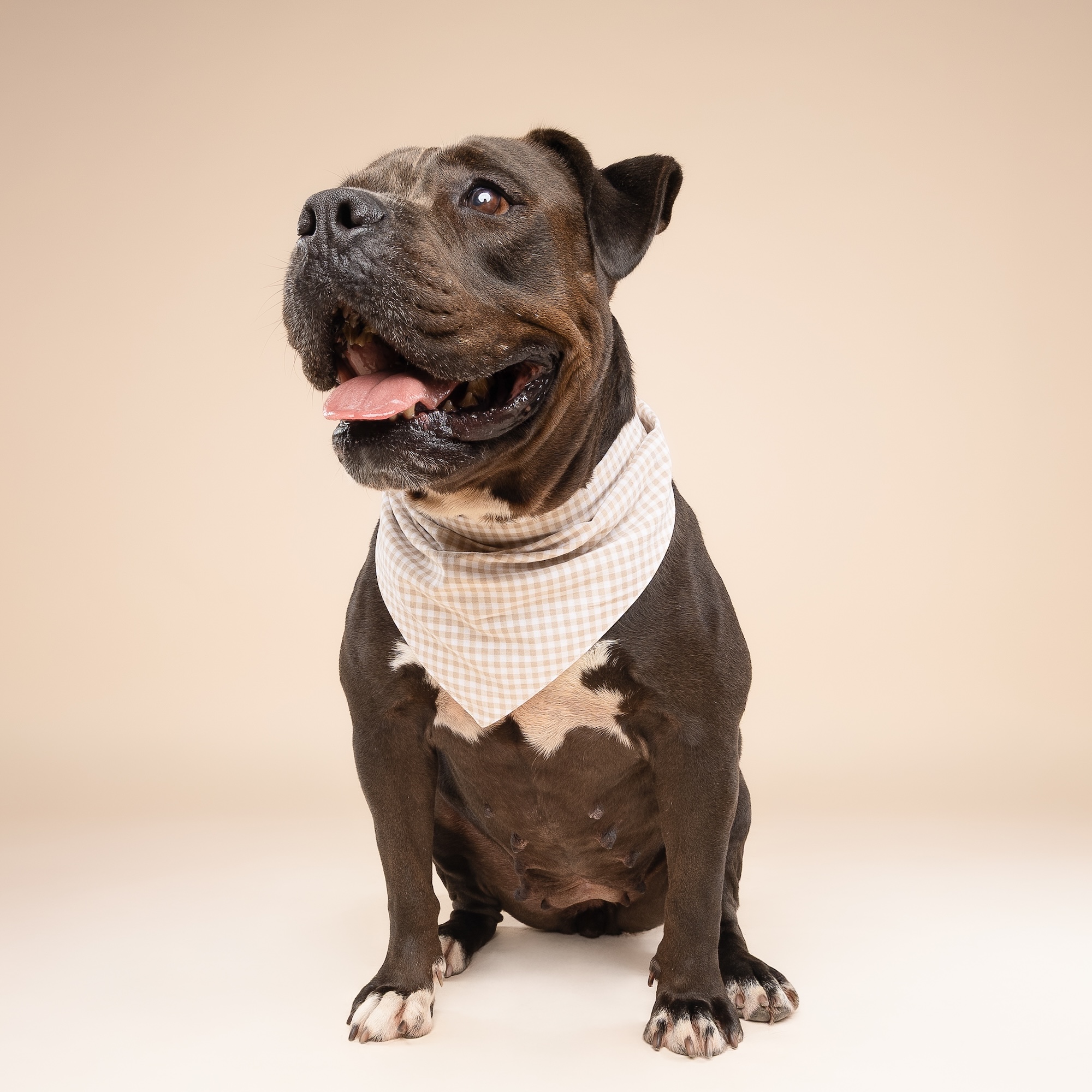 Biscuit Gingham Dog Bandana - Image 3