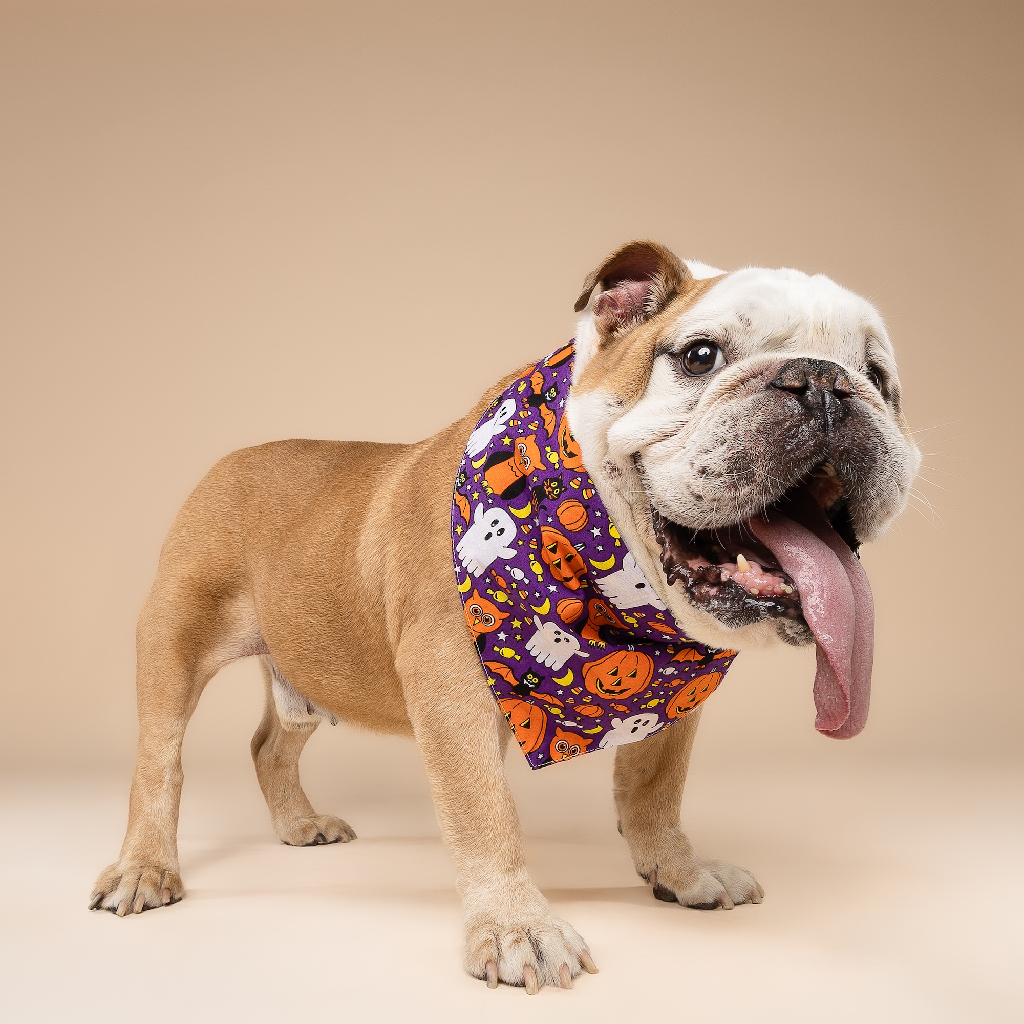 Boo Crew Dog Bandana - Image 4