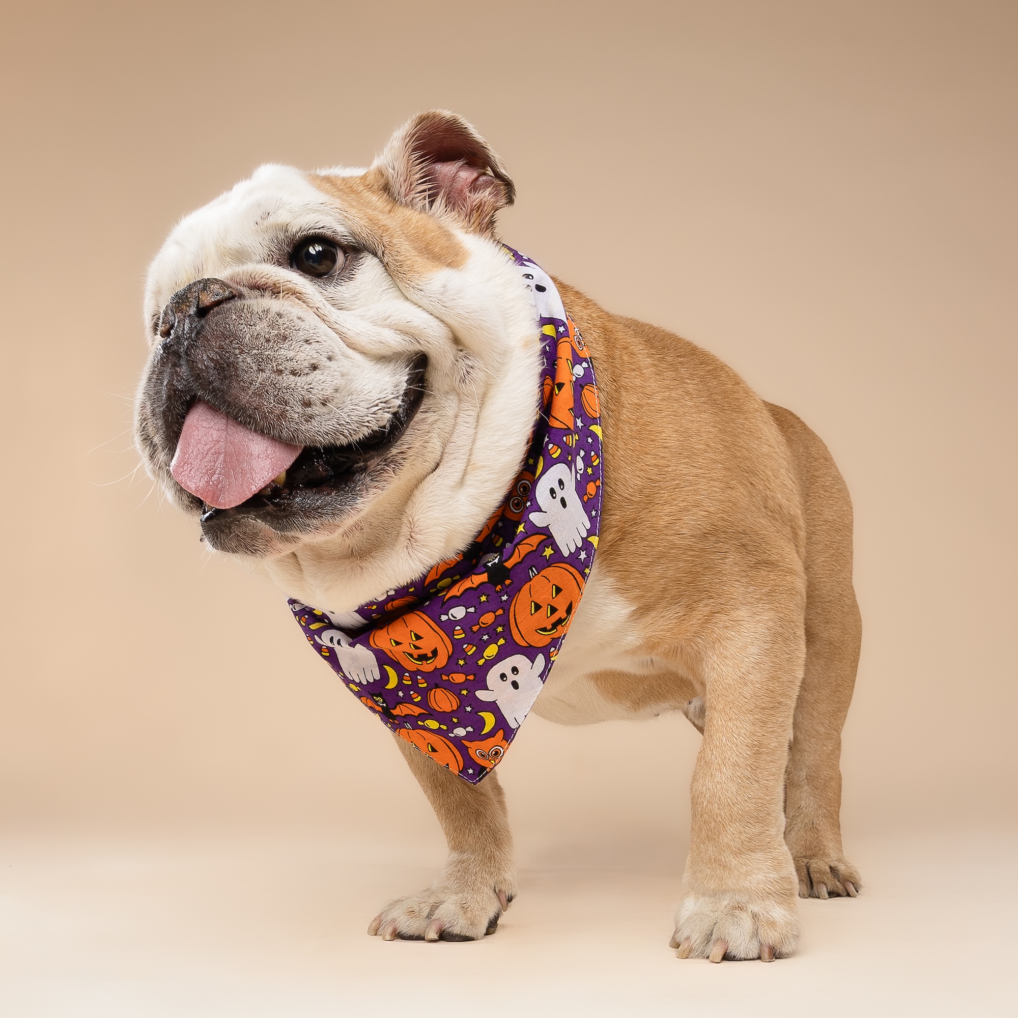 Boo Crew Dog Bandana - Image 3