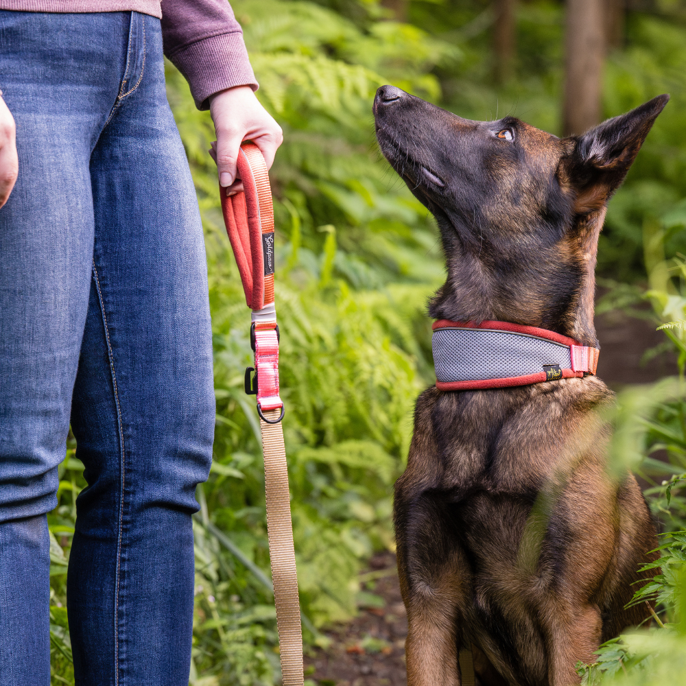 Featherweight Hound Collar - Image 3
