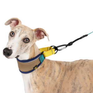 Featherweight Hound Collar