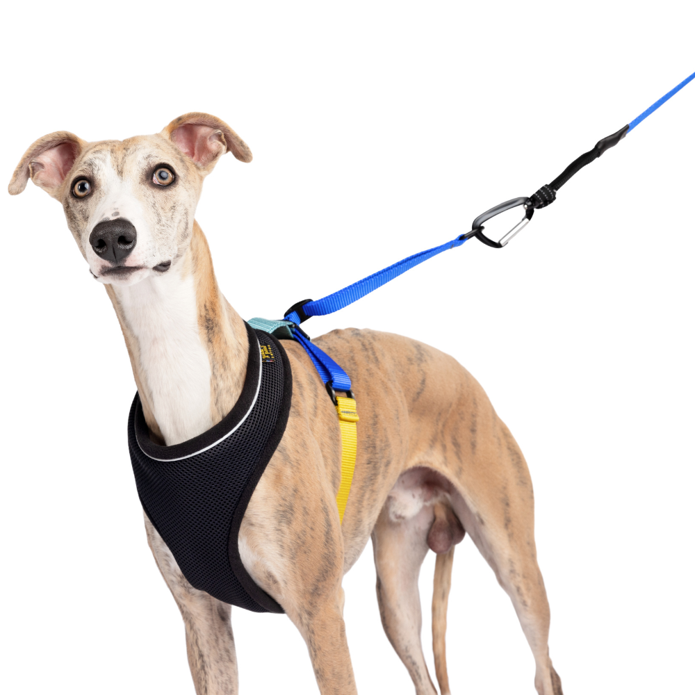 Featherweight Harness