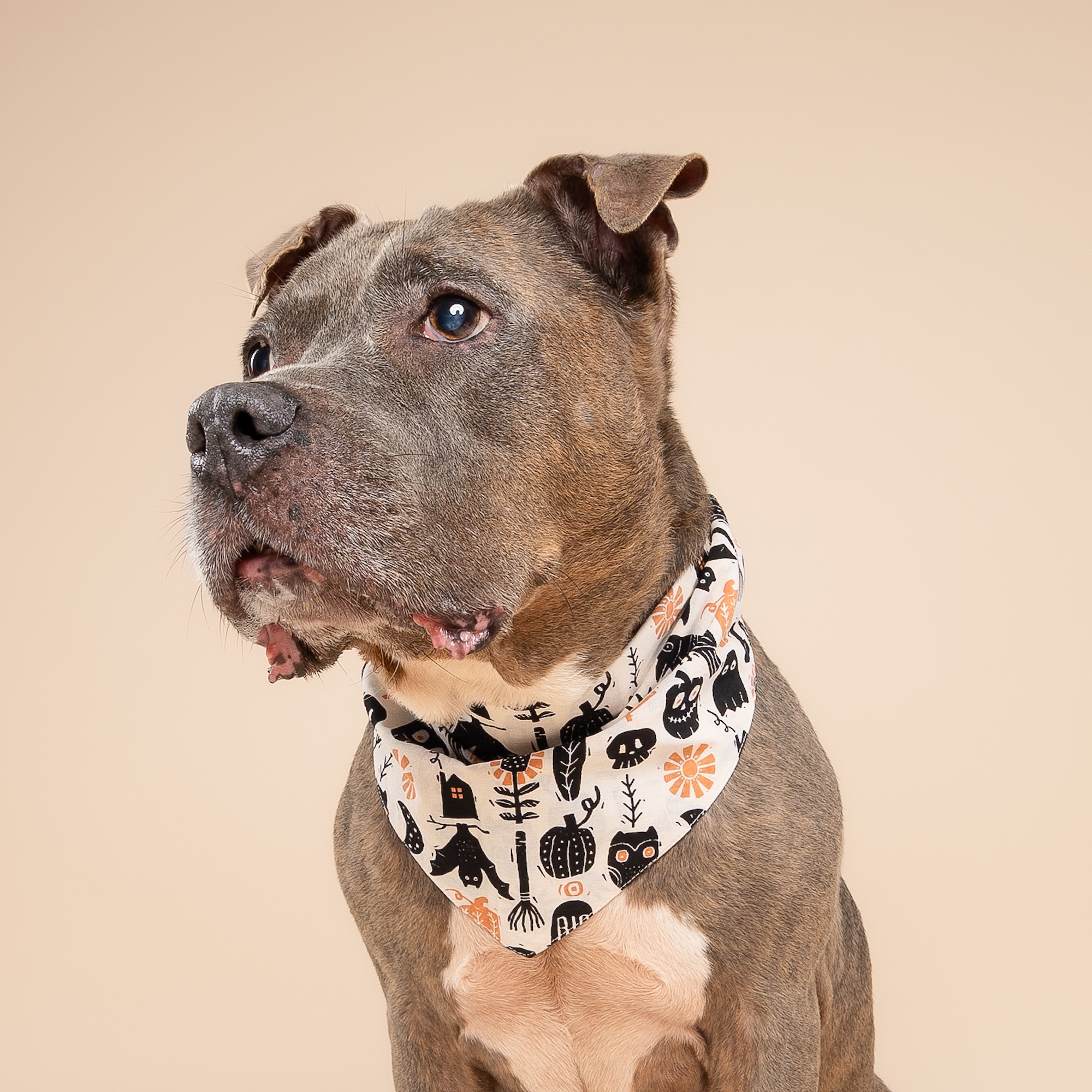 Hallows Eve Dog Bandana - Image 3