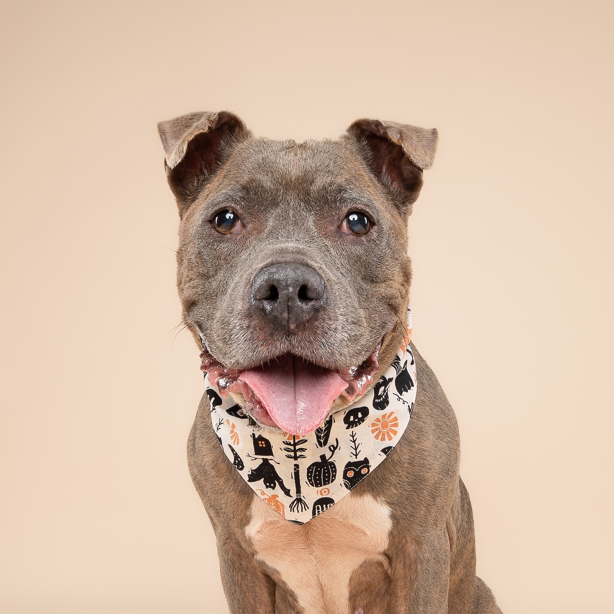 Hallows Eve Dog Bandana - Image 4