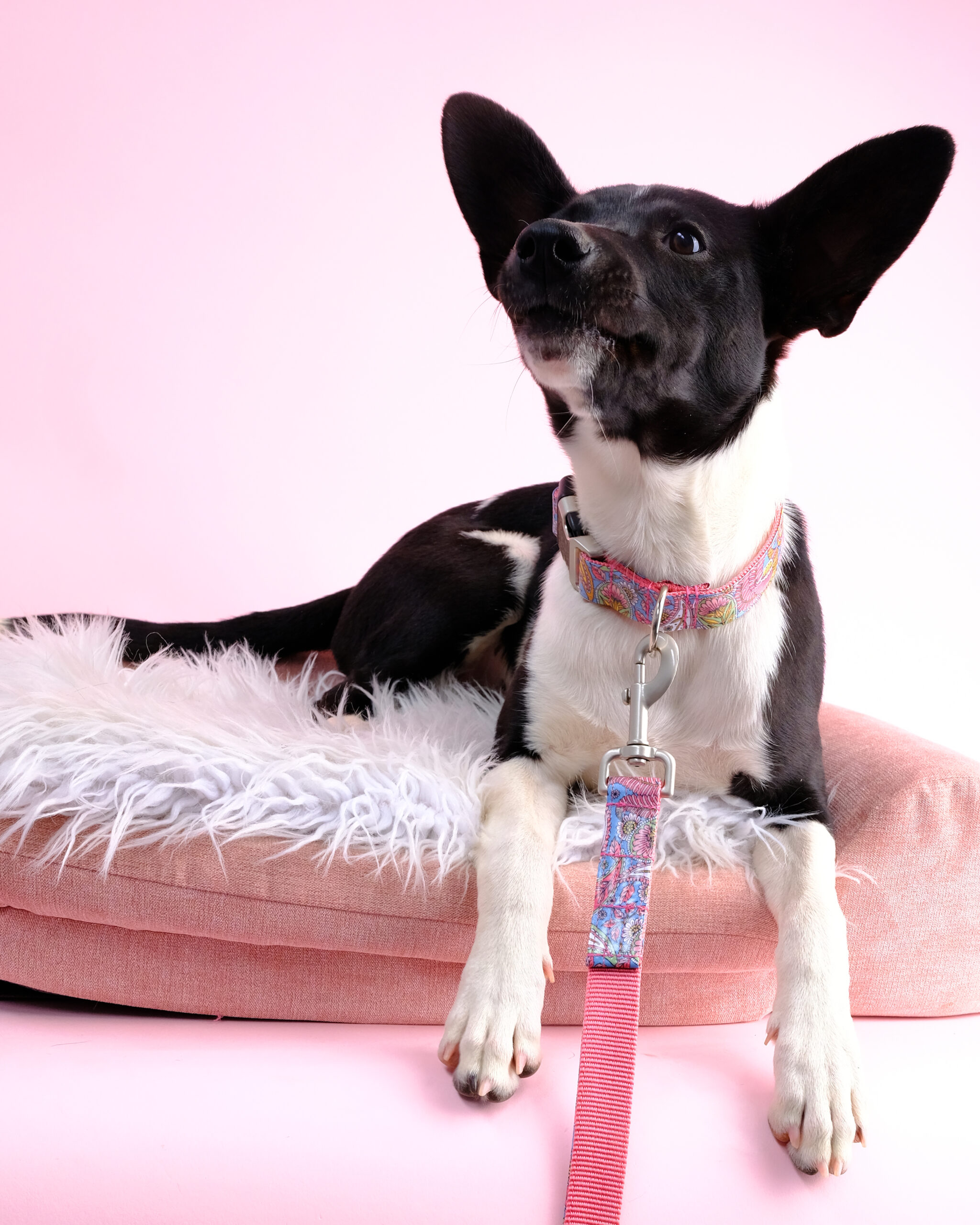 'Stevie' Paisley Laminated Cotton Martingale Dog Collar - Image 4
