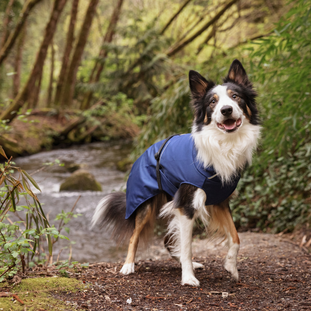 RainPaw II - Image 2