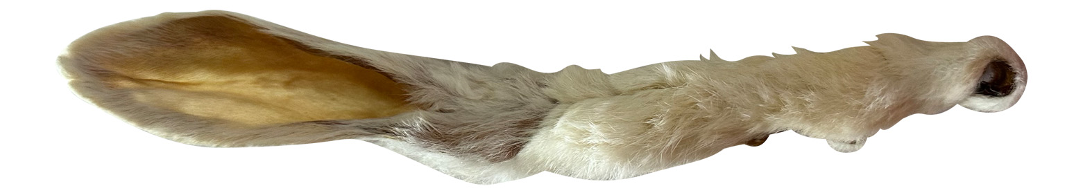 Rabbit Ears - 10pk Retail Pouch - Image 2
