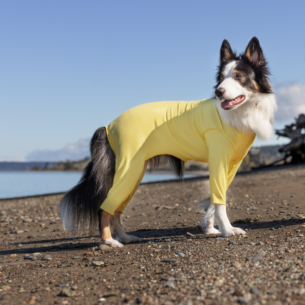 Sun Suit - Image 2
