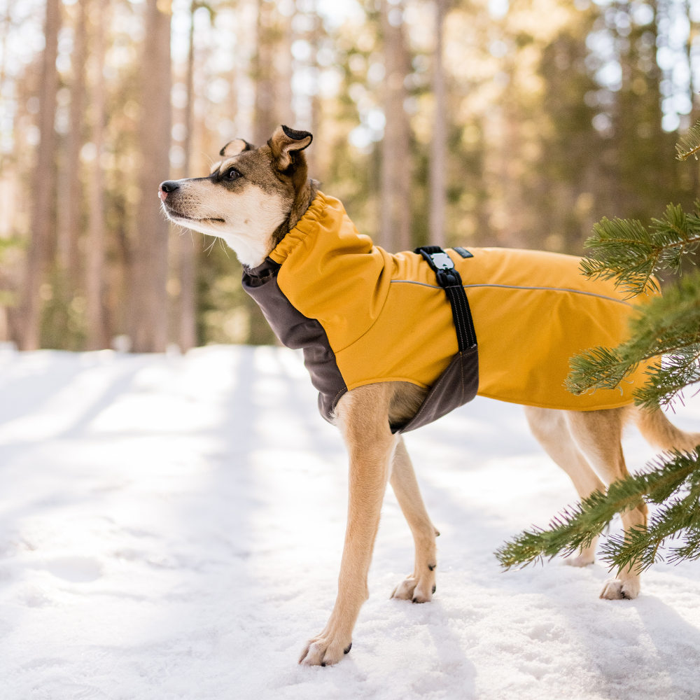WinterPaw - Image 4