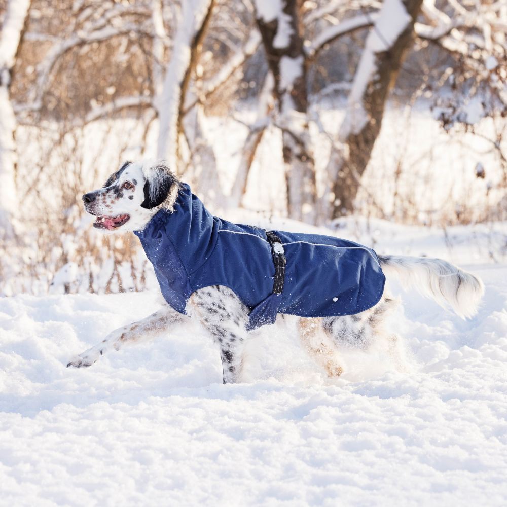 WinterPaw - Image 2
