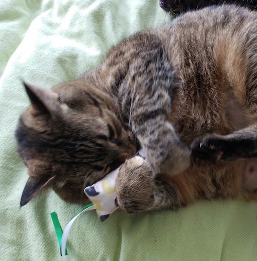 Eco-friendly Catnip Kicker Toys - Image 9