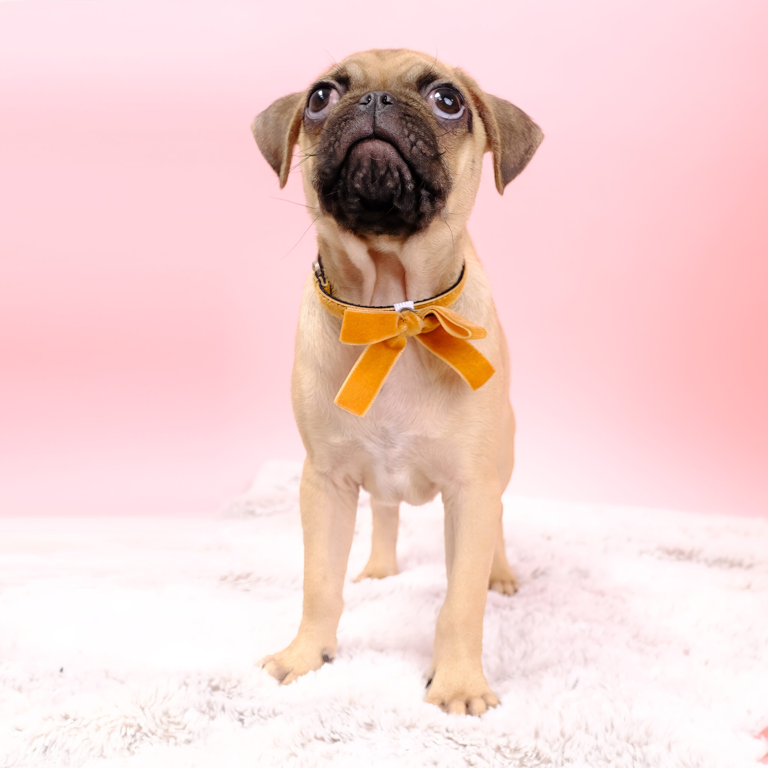 Velvet Bow Small Dog Collar Puppy or Cat Collar Set - Image 2