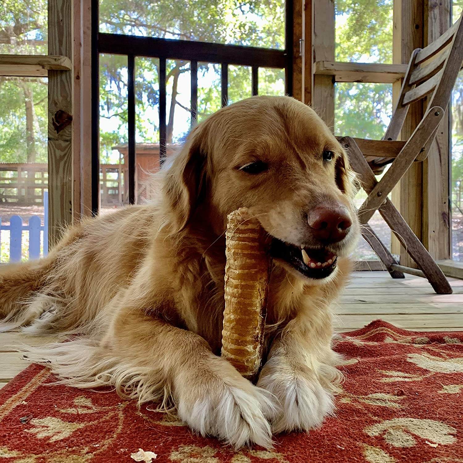 12" Beef Trachea | Shrink-wrapped product - Image 3