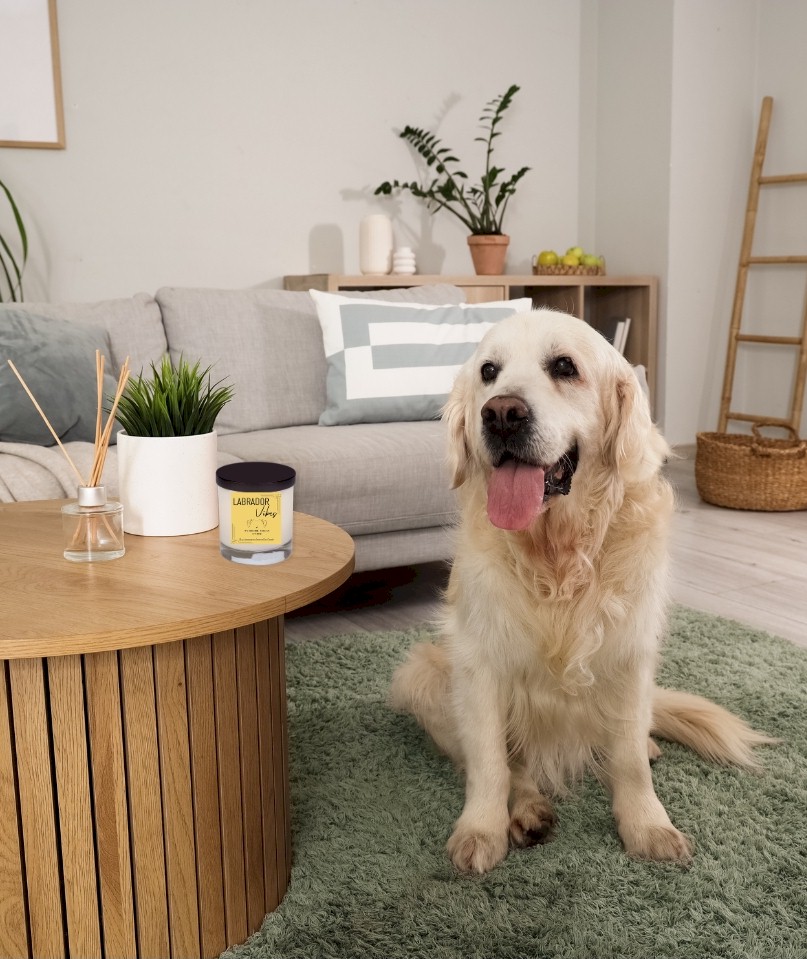 Labrador Pup Vibes Candle, 12 oz. Candle - Image 2
