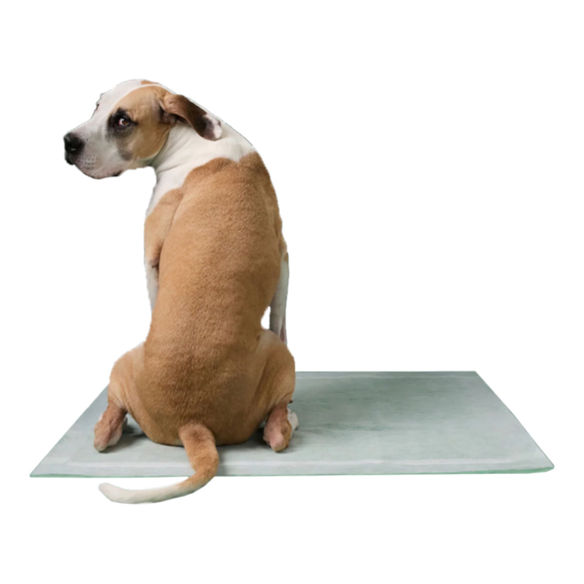 Earth Rated Dog Max Absorbency Puppy Pee Pads XXXLarge 36” X 36” - 14 Count - Image 3