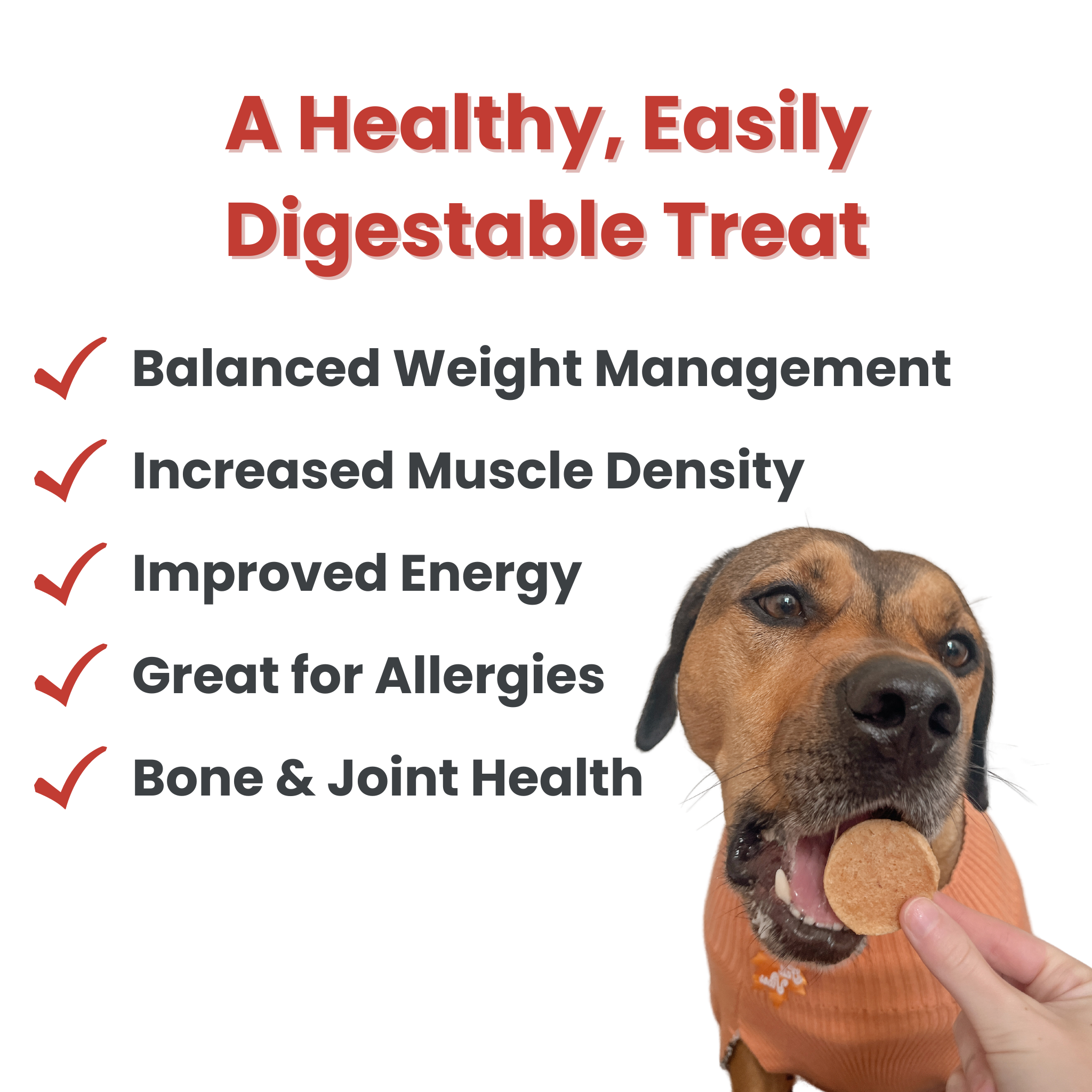Halloween Dog Treat Variety Value Box - Image 8