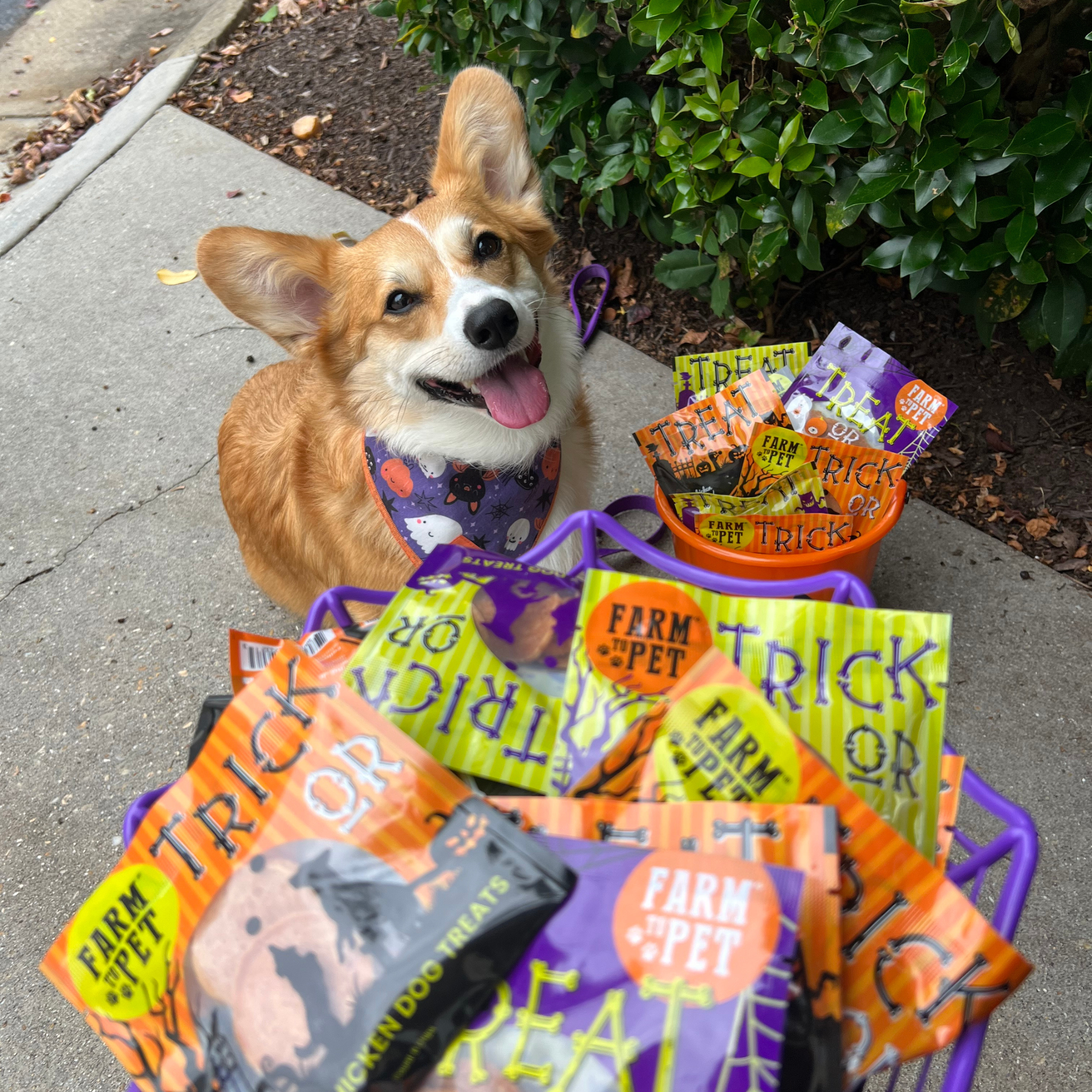 Halloween Dog Treat Variety Value Box - Image 6