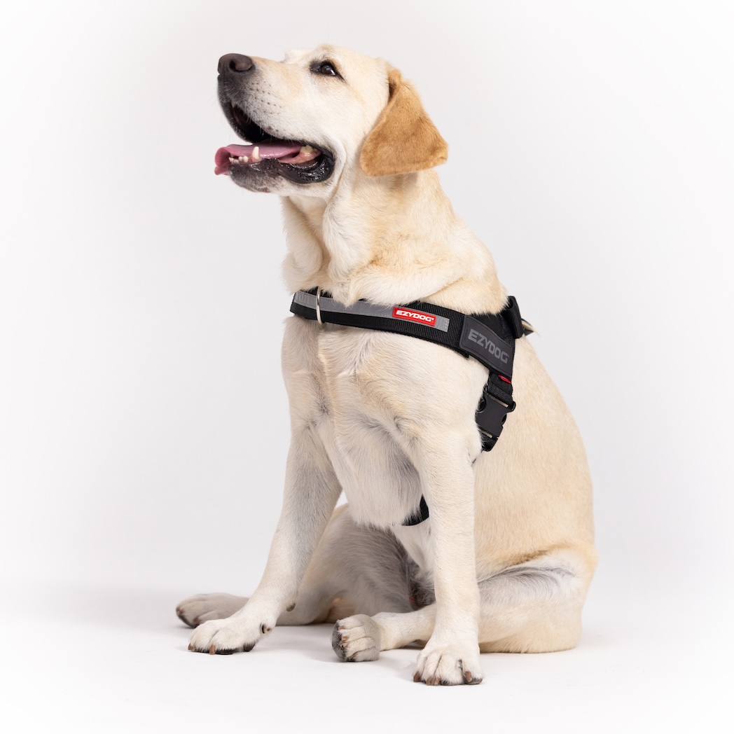 EzyDog Express Harness