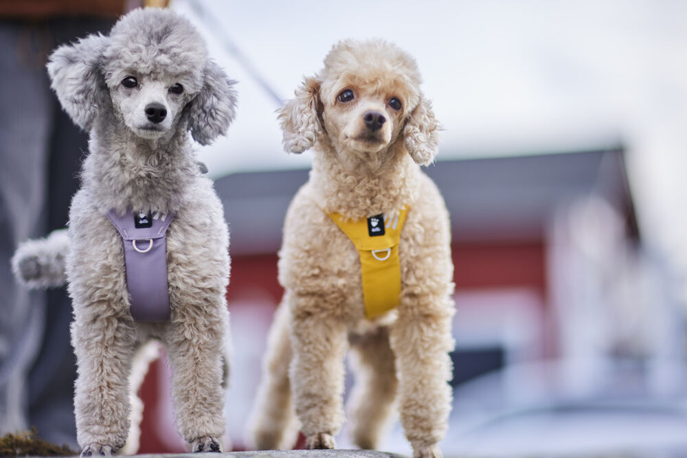 Hurtta Seeker Harness - Image 8