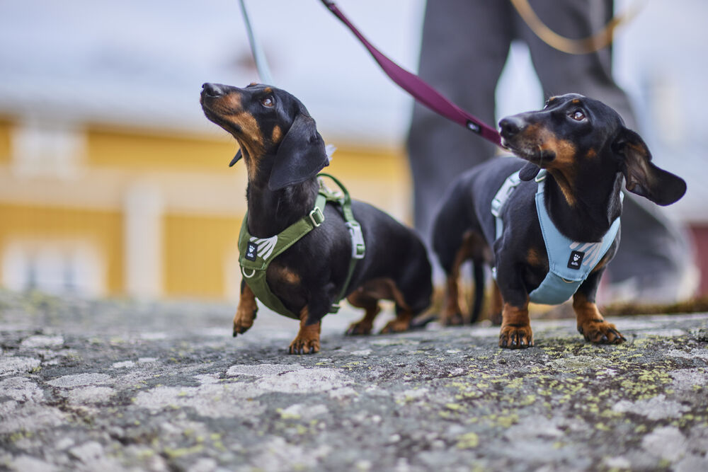 Hurtta Seeker Harness - Image 9