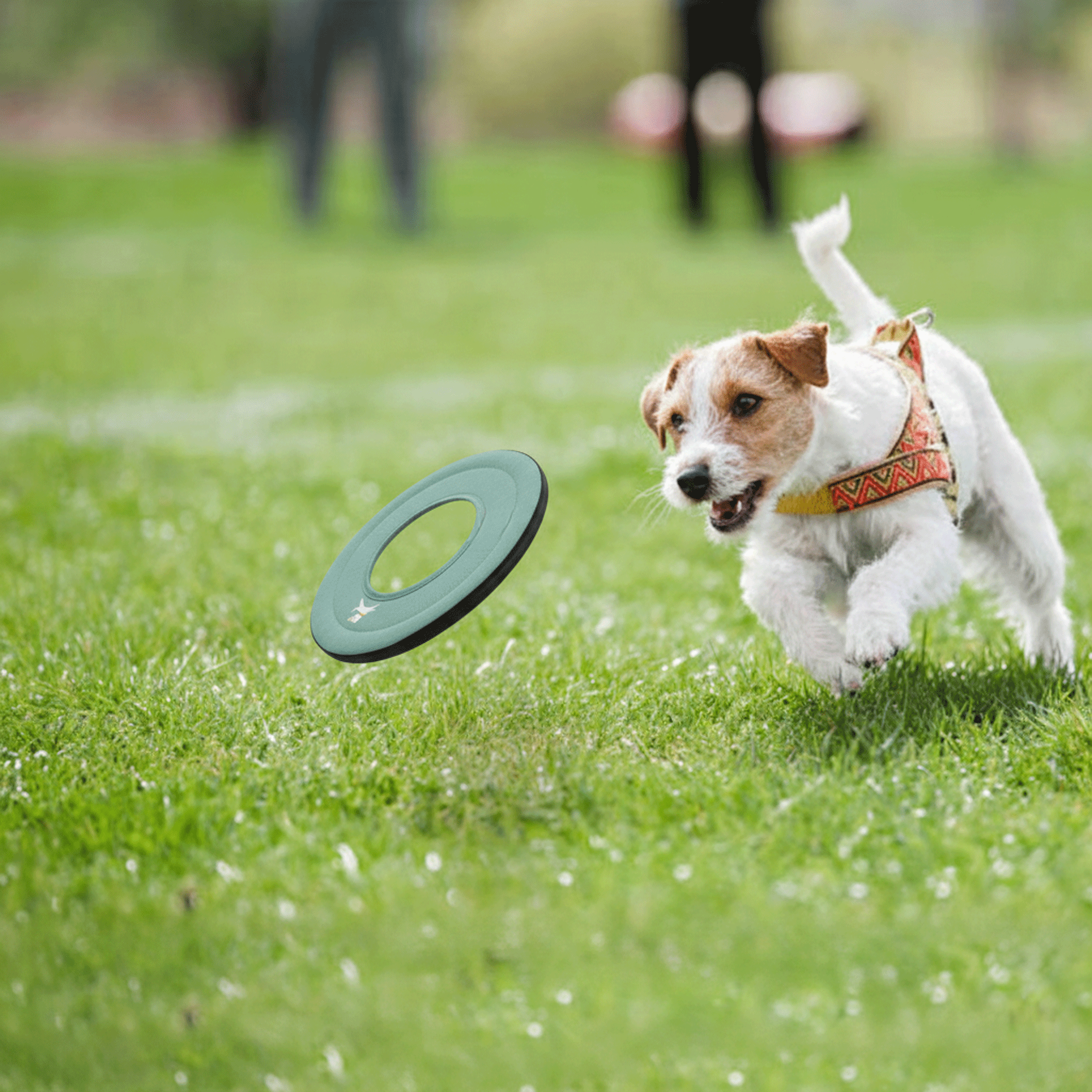 OllyDog Mini Super Flyer - Image 9