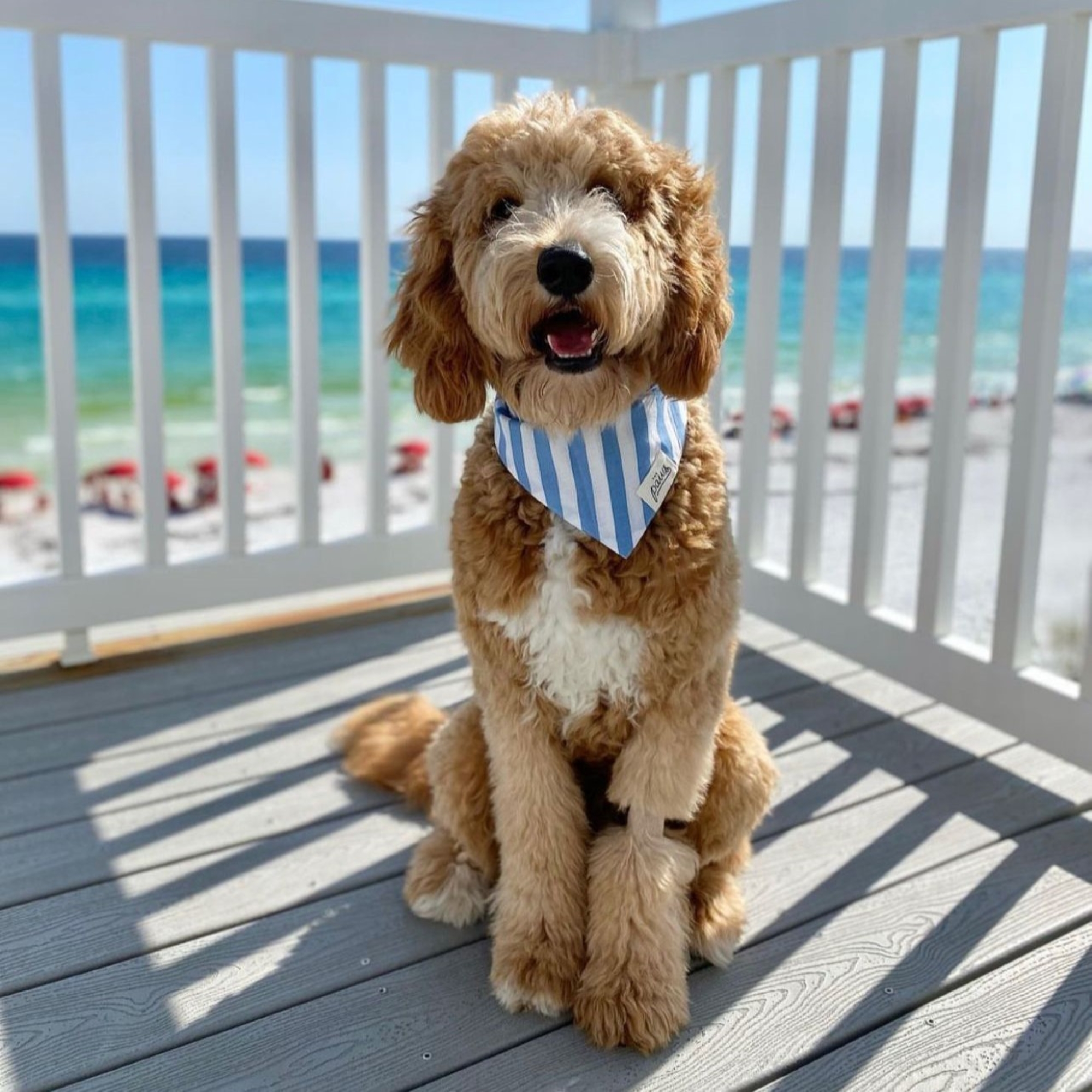 Cabana Blue Stripes Dog Bandana - Image 3