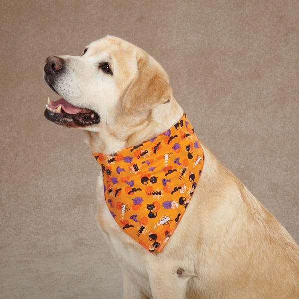 Aria Spooky Bandana, Orange - Image 2